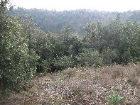 nte Ilice-20110120 059